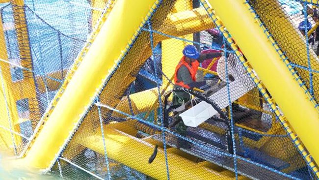 全國首個吸力筒（tǒng）基礎桁架式“風漁融（róng）合”型海（hǎi）洋牧場（chǎng）正式投產（chǎn）